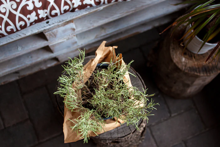 Rustic wooden kitchen table set with fresh herbs and butter