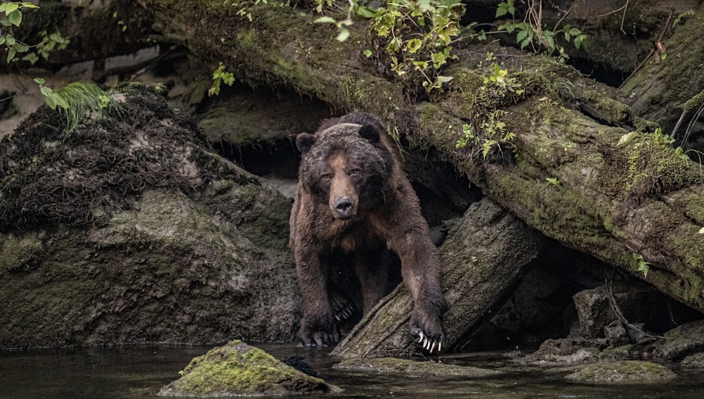 brown bear on rock