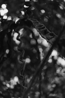 A moody black-and-white close-up of a twisted vine against a dark background, evoking gothic elegance.