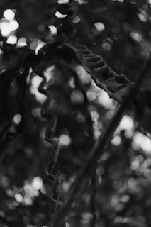 A moody black-and-white close-up of a twisted vine against a dark background, evoking gothic elegance.