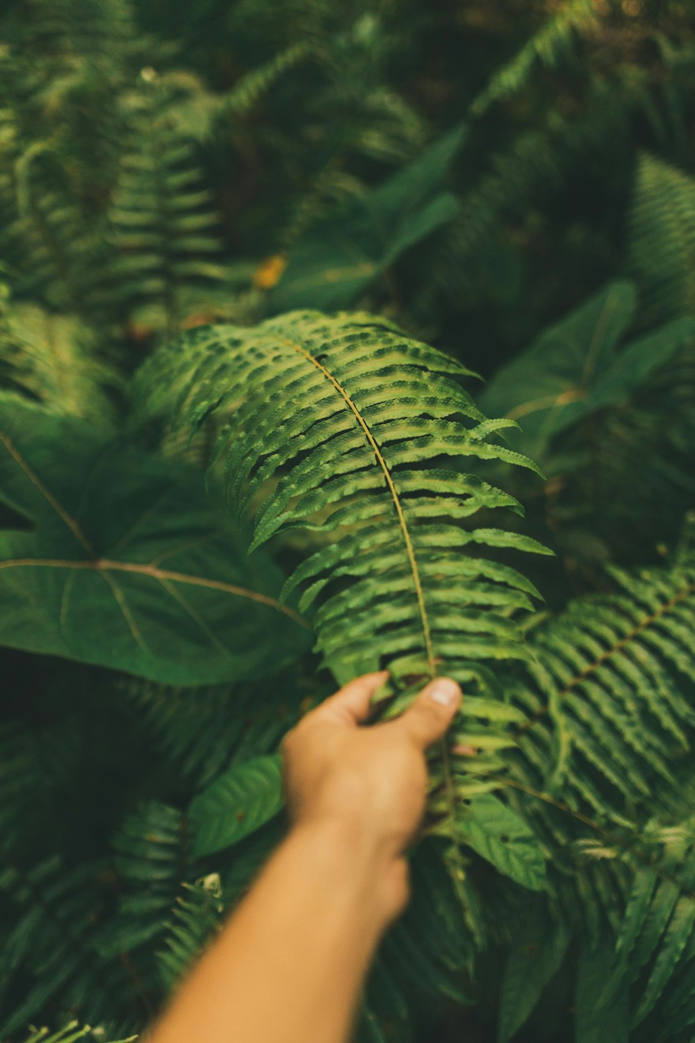 Photo de mise au point peu profonde de plantes de fougère