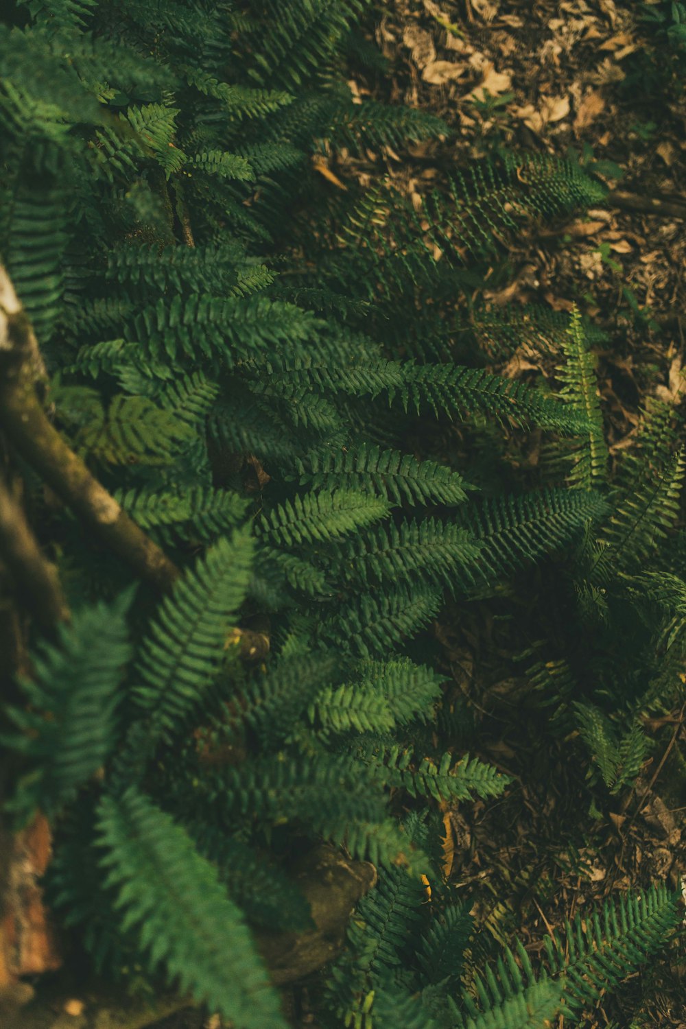 shallow focus photo of fern plants