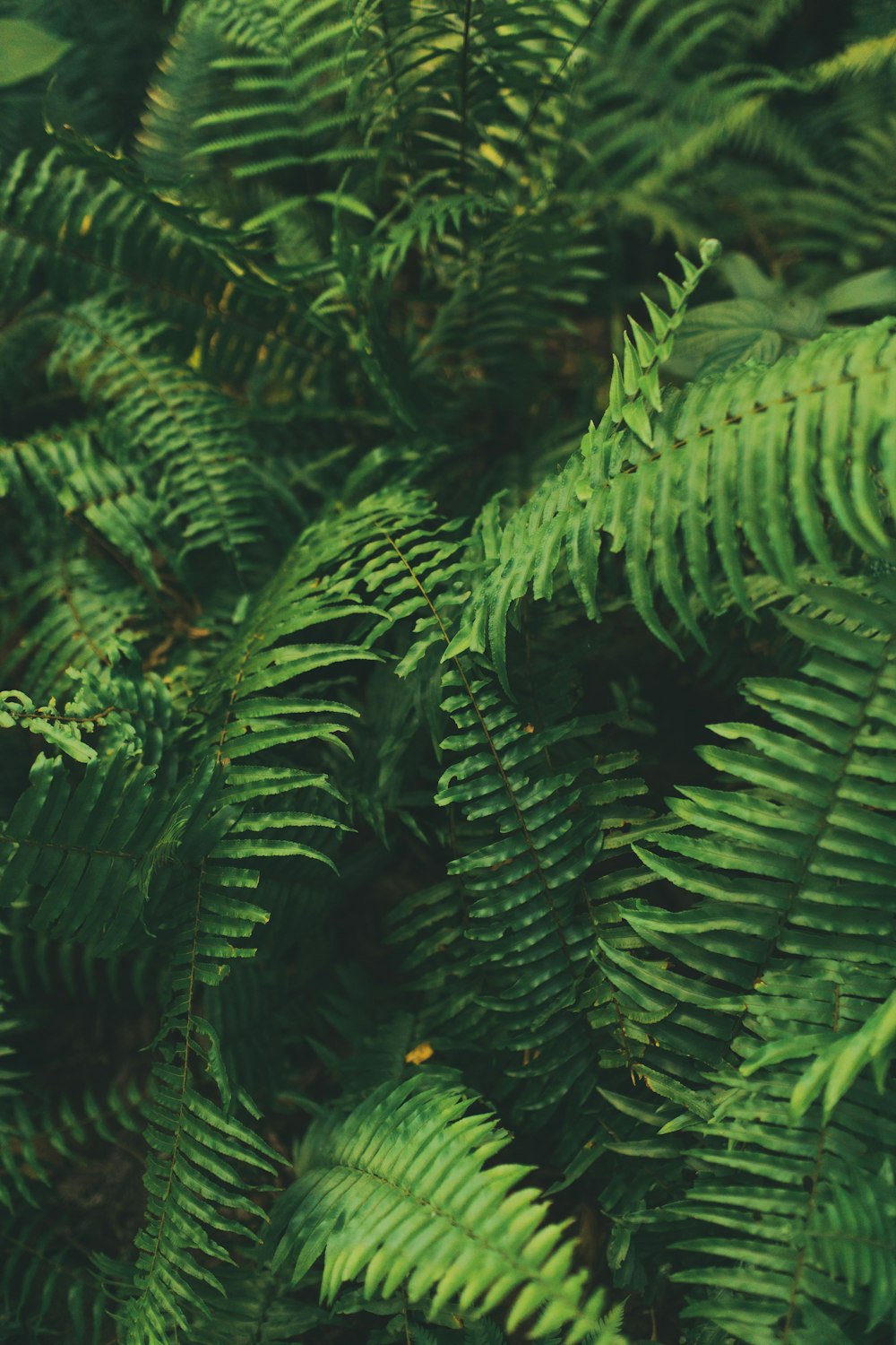 shallow focus photo of fern plants