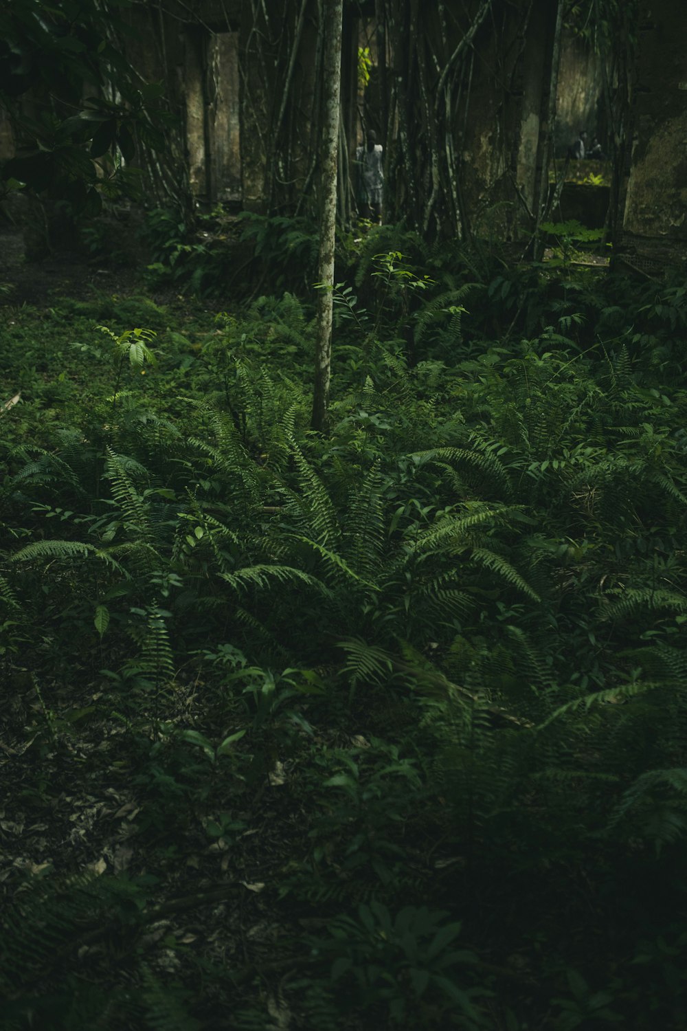 campo di erba verde all'interno della foresta