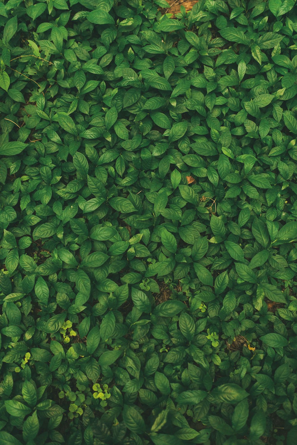 昼間の緑の葉の植物