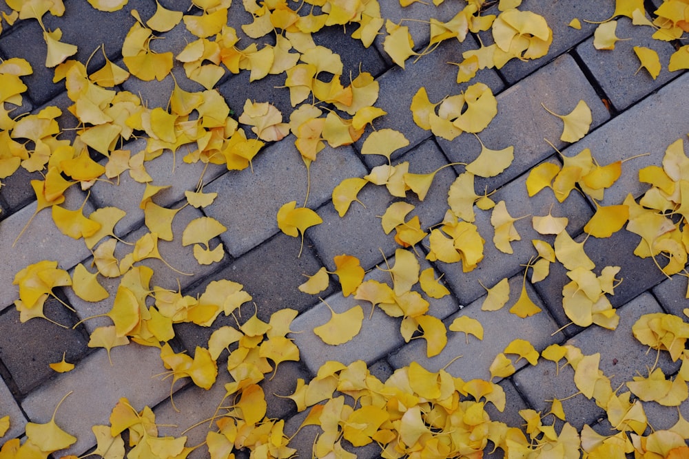 yellow leaves