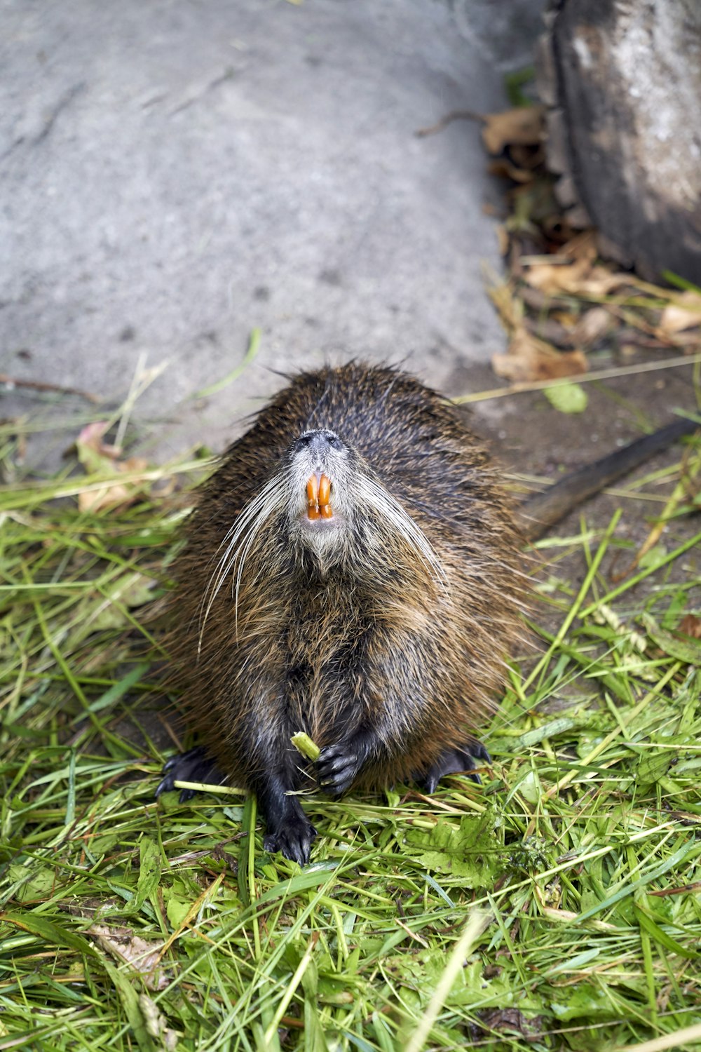 brown and black spiky skin animal sitting on green grass