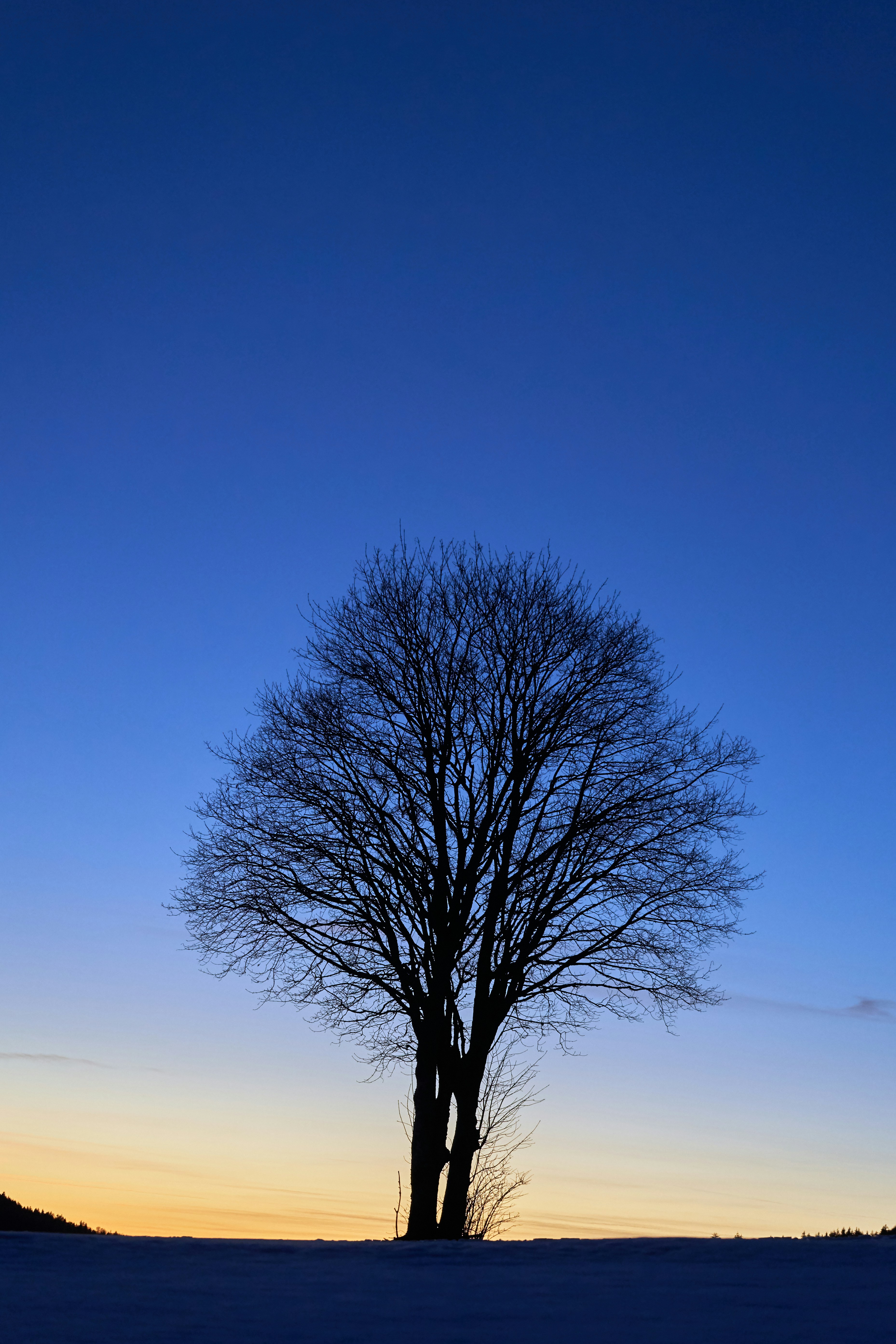 Photo by wolfgang_hasselmann