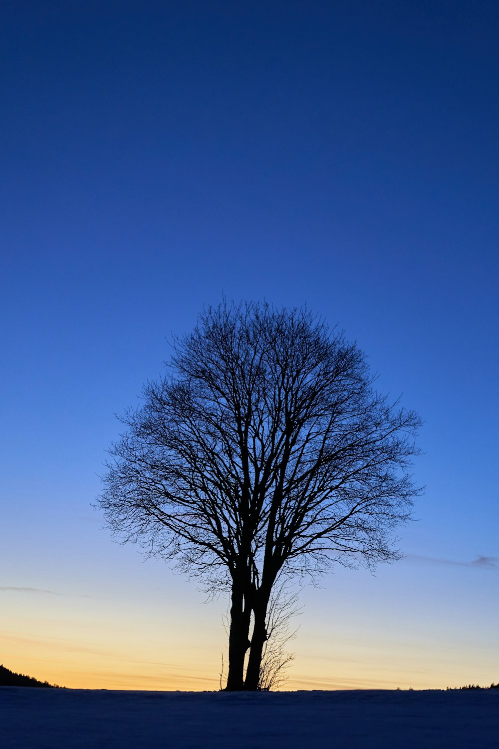 bare tree during golden hour
