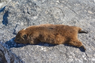 A small, furry animal is stretched out atop a large, textured rock, basking in the sunlight. The creature's fur is predominantly brown with a dense, soft appearance. Its legs are splayed out, adding a relaxed and content demeanor to the scene.