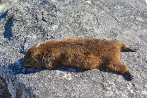 A small, furry animal is stretched out atop a large, textured rock, basking in the sunlight. The creature's fur is predominantly brown with a dense, soft appearance. Its legs are splayed out, adding a relaxed and content demeanor to the scene.