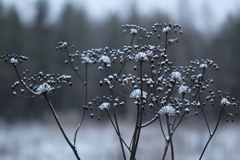 a close up of a plant with snow on it