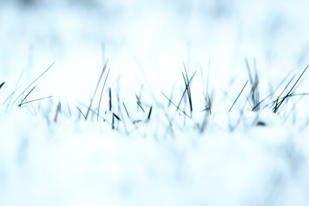 selective focus photography of green grasses