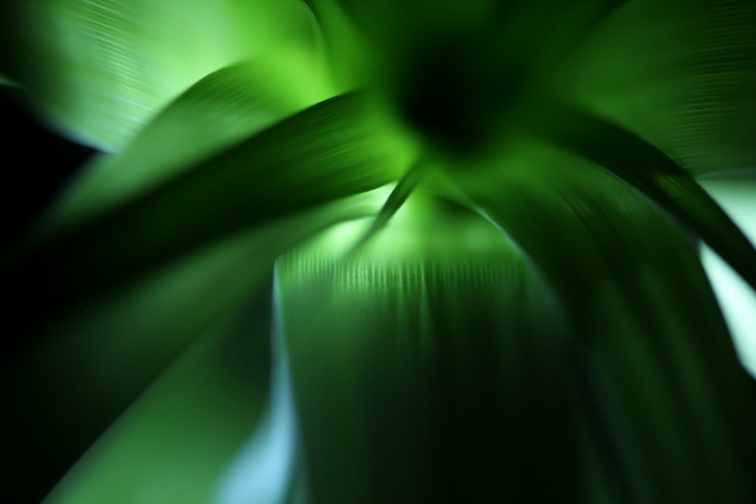 selective focus photography of green plant