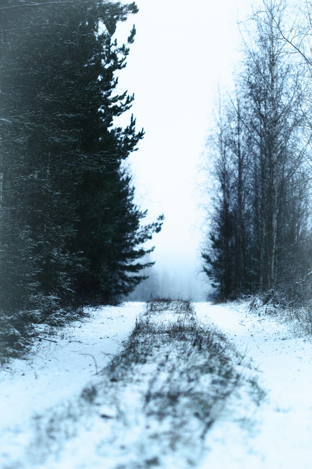 green trees beside road covered by snow