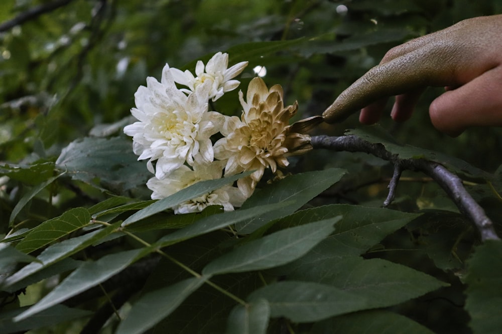 Photographie sélective de fleurs aux pétales blancs en fleurs pendant la journée