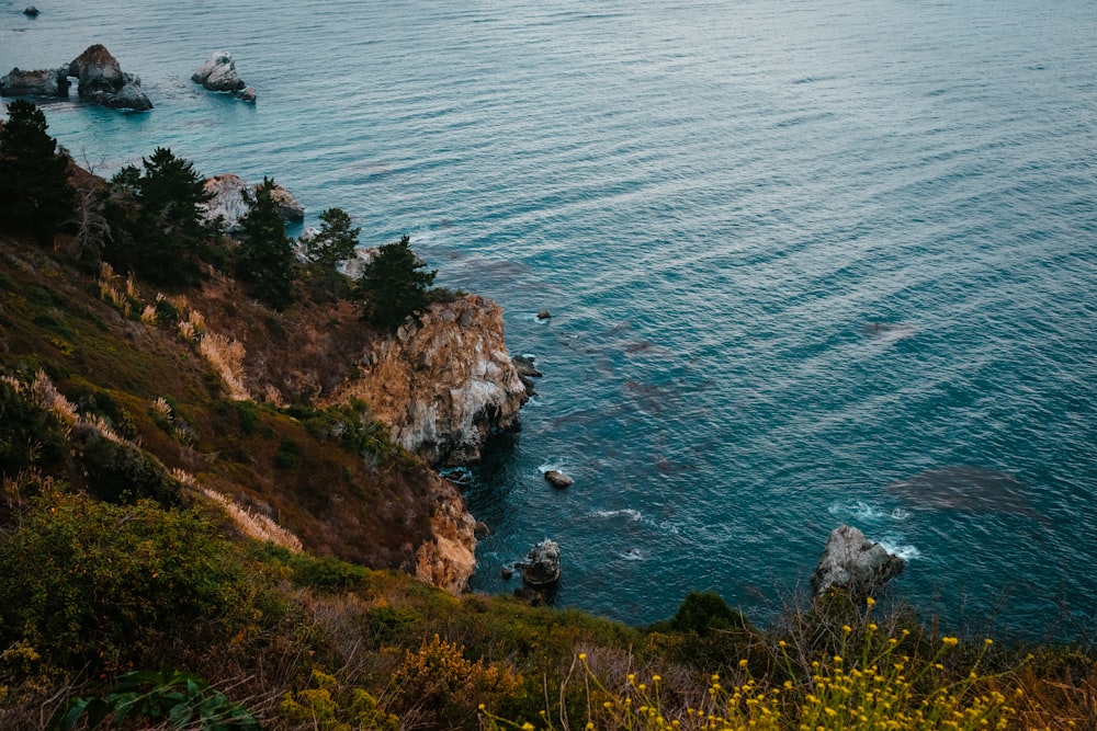 green trees on sea cliff during daytime