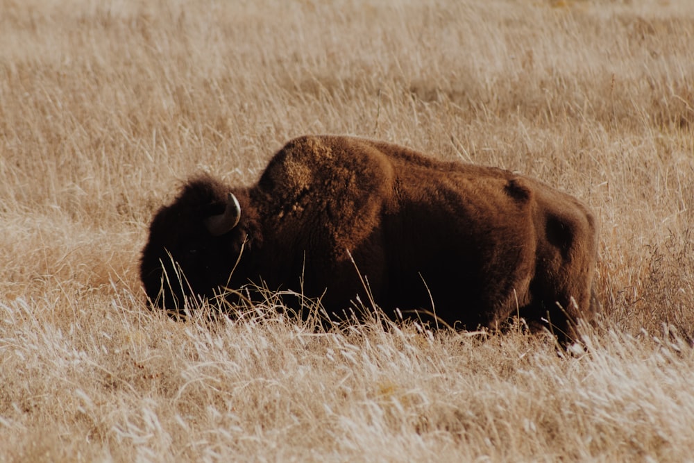 brown cattle on brown field during daytime