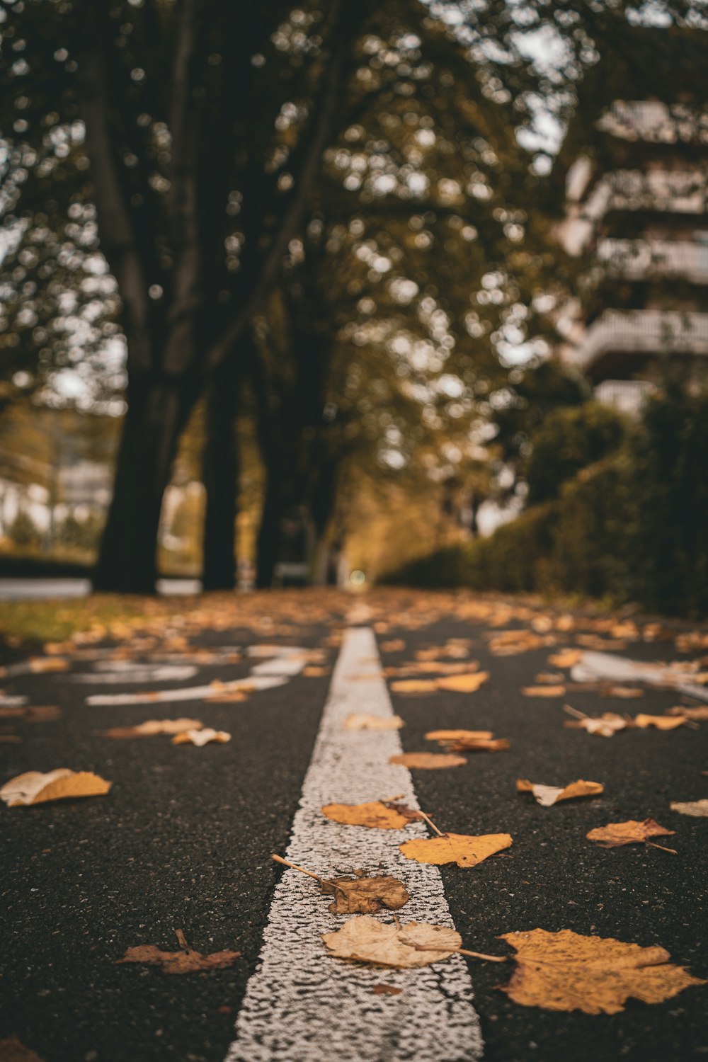 fallen brown leaves on road during daytime