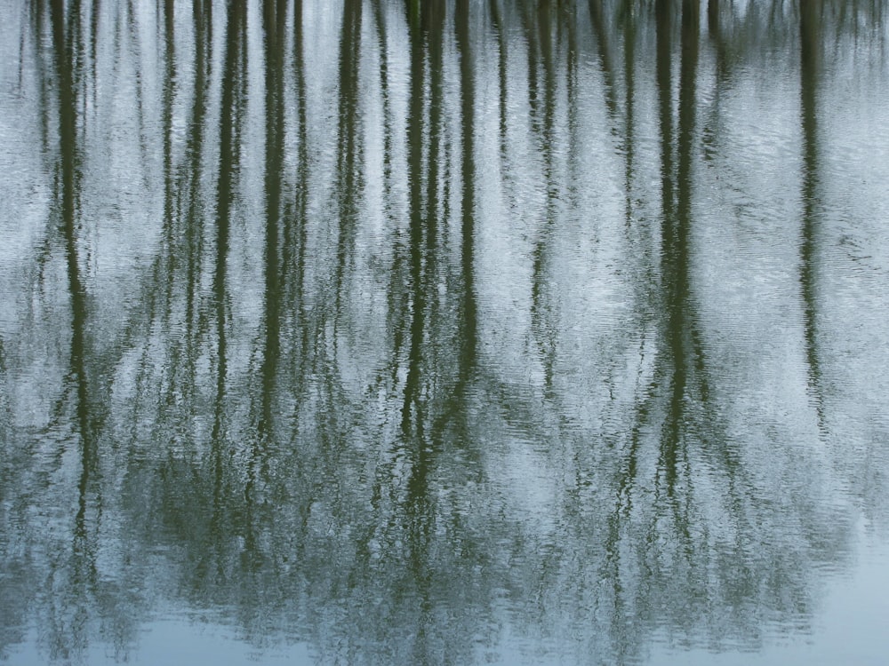 tree silhouette on body of water