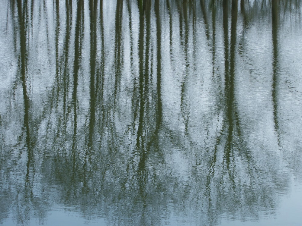 silhouette dell'albero sullo specchio d'acqua