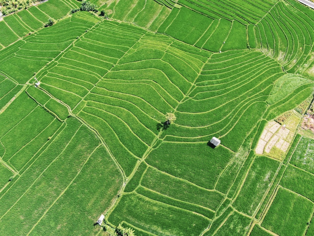 high angle photography of plant field during daytime