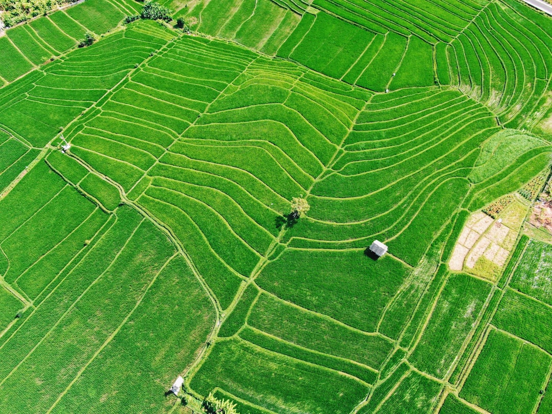 high angle photography of plant field during daytime