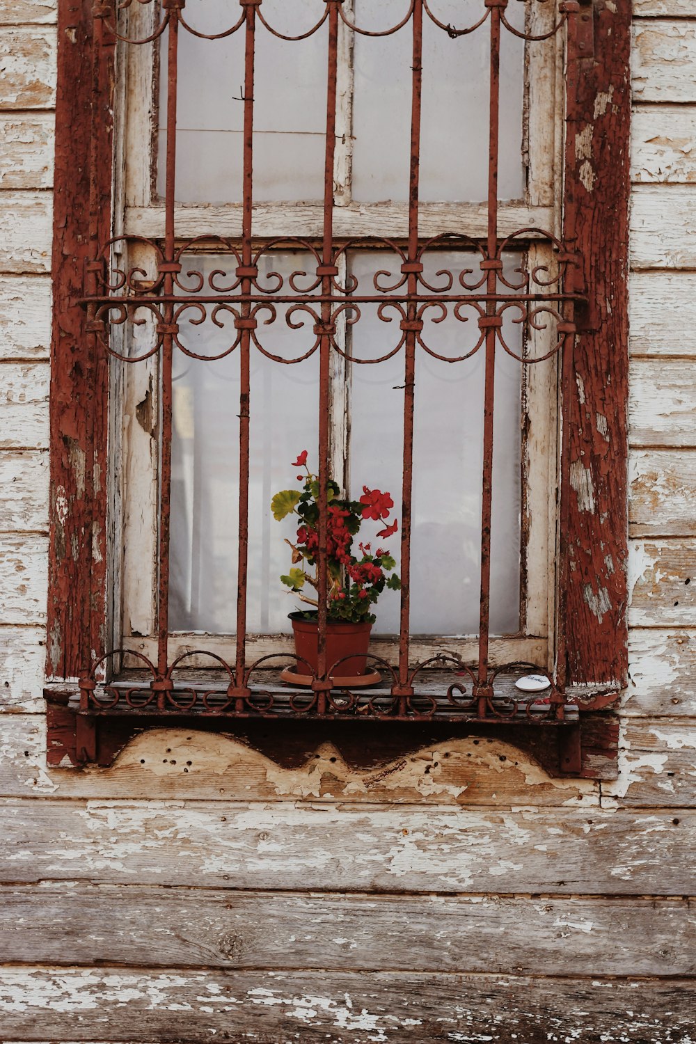 shallow focus photo of red flowers beside window