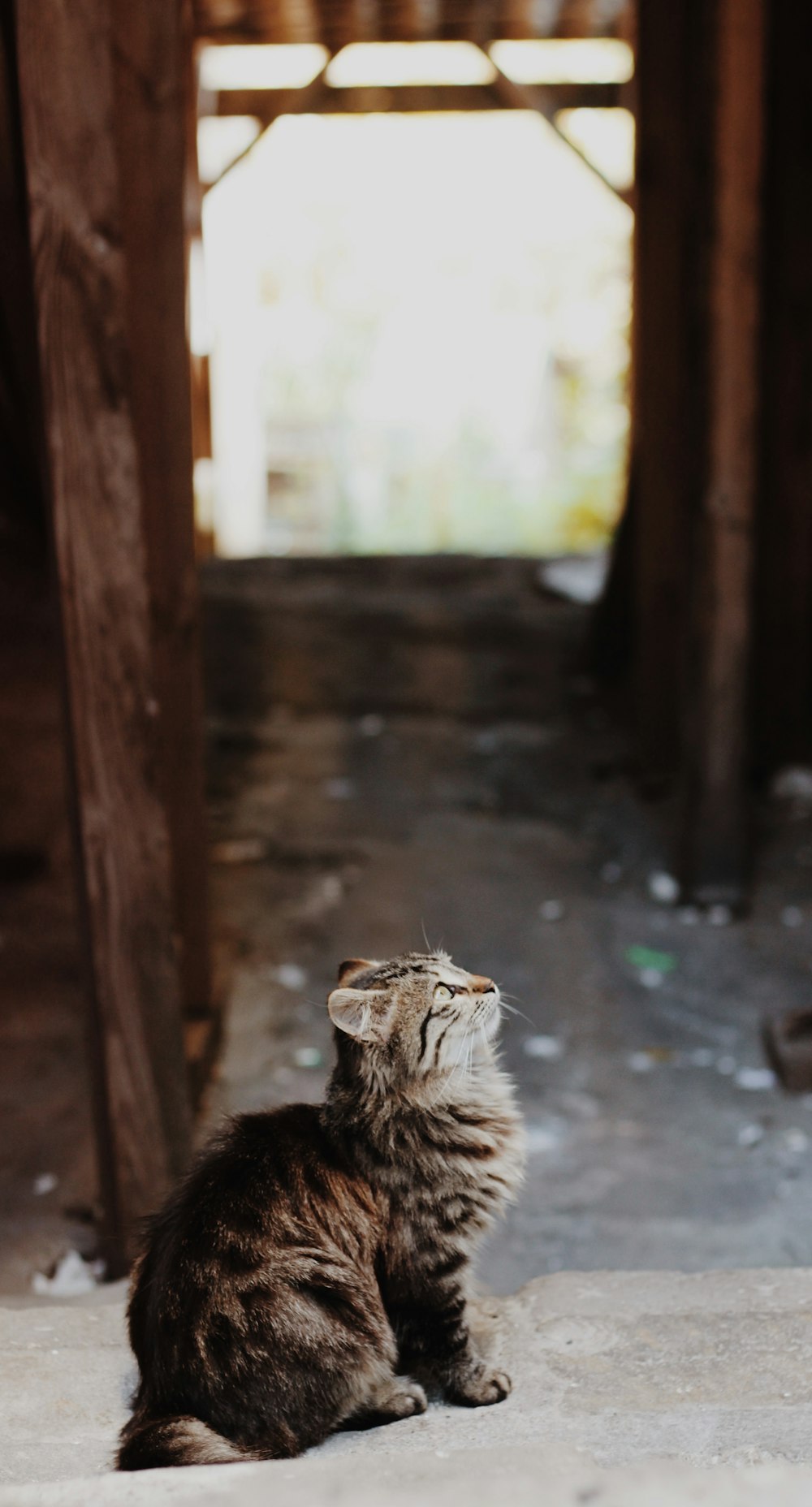 a cat sitting on the ground looking up