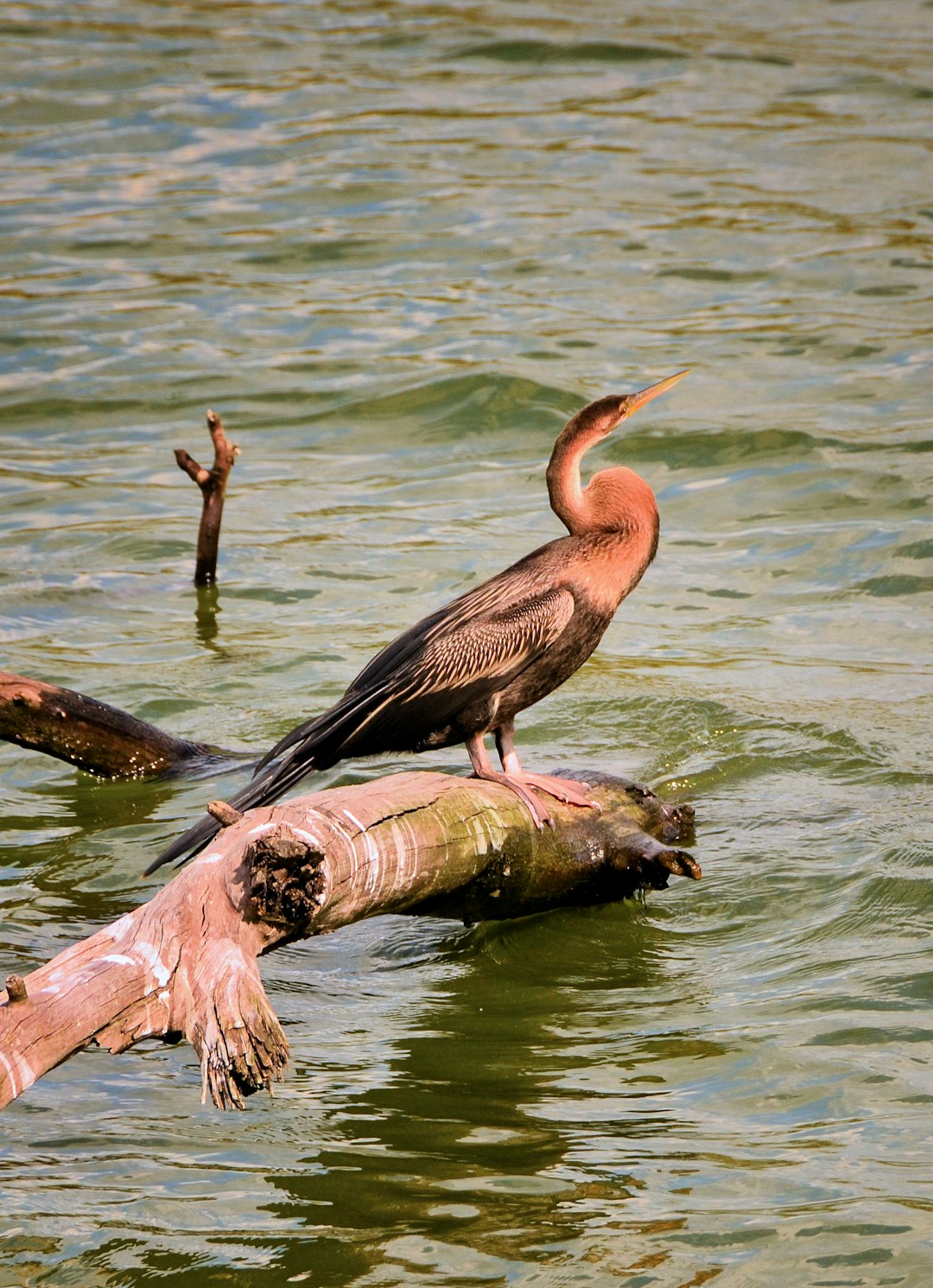 Wildlife photo spot Rietvlei Dam City of Tshwane Metropolitan Municipality