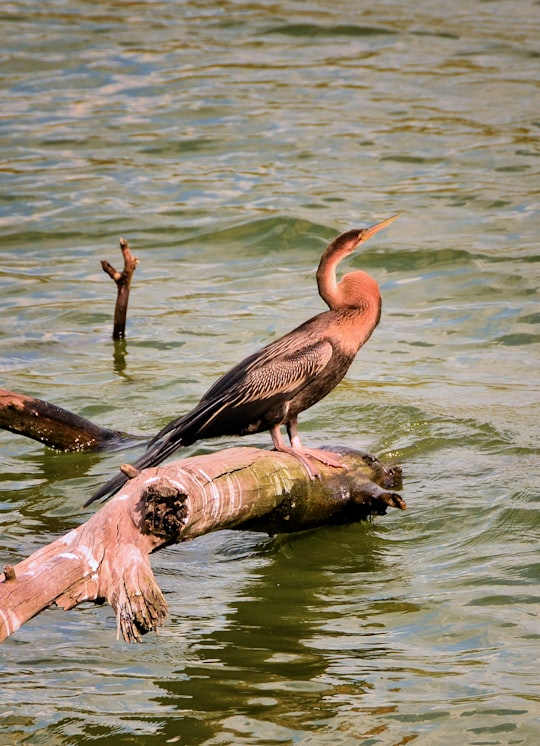 pink and black bird on driftwood in Rietvlei Dam South Africa