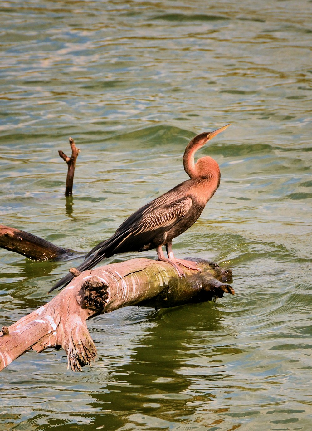 pink and black bird on driftwood