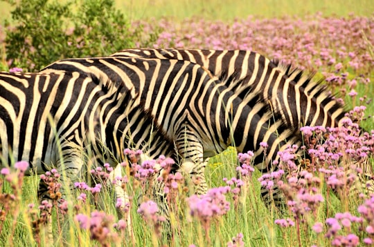 two zebra on pink flower fiekd in City of Tshwane Metropolitan Municipality South Africa