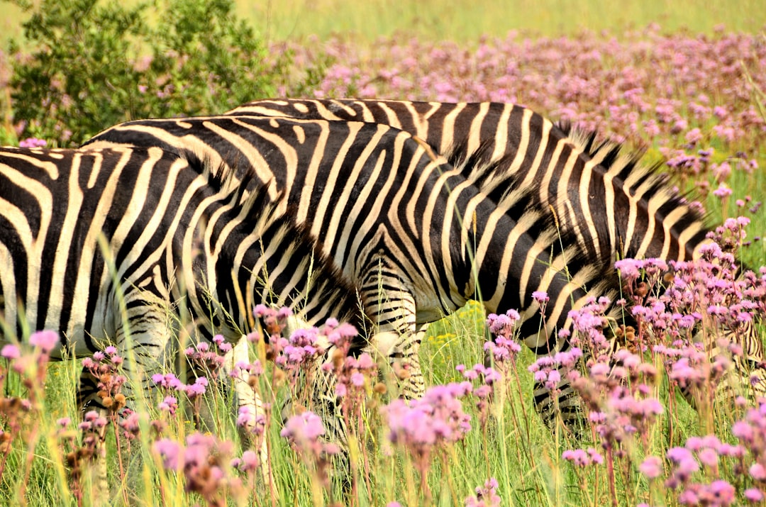 photo of City of Tshwane Metropolitan Municipality Wildlife near Rietvlei Nature Reserve
