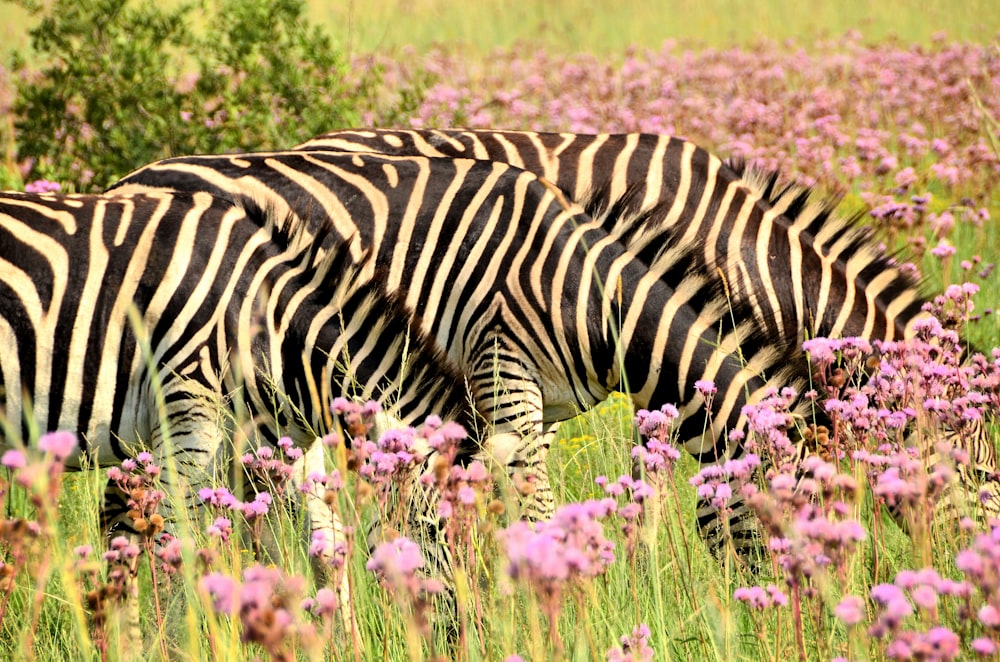 two zebra on pink flower fiekd