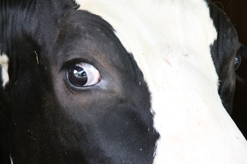 Close-up of a Holstein cow's eye, showcasing the black and white markings typical of this breed. The eye reflects light, adding a glossy effect, with the surrounding fur displaying a distinct contrast between the dark and light areas.