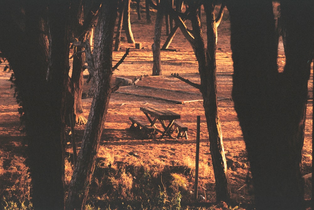 Foto mit flachem Fokus von braunem Picknicktisch aus Holz