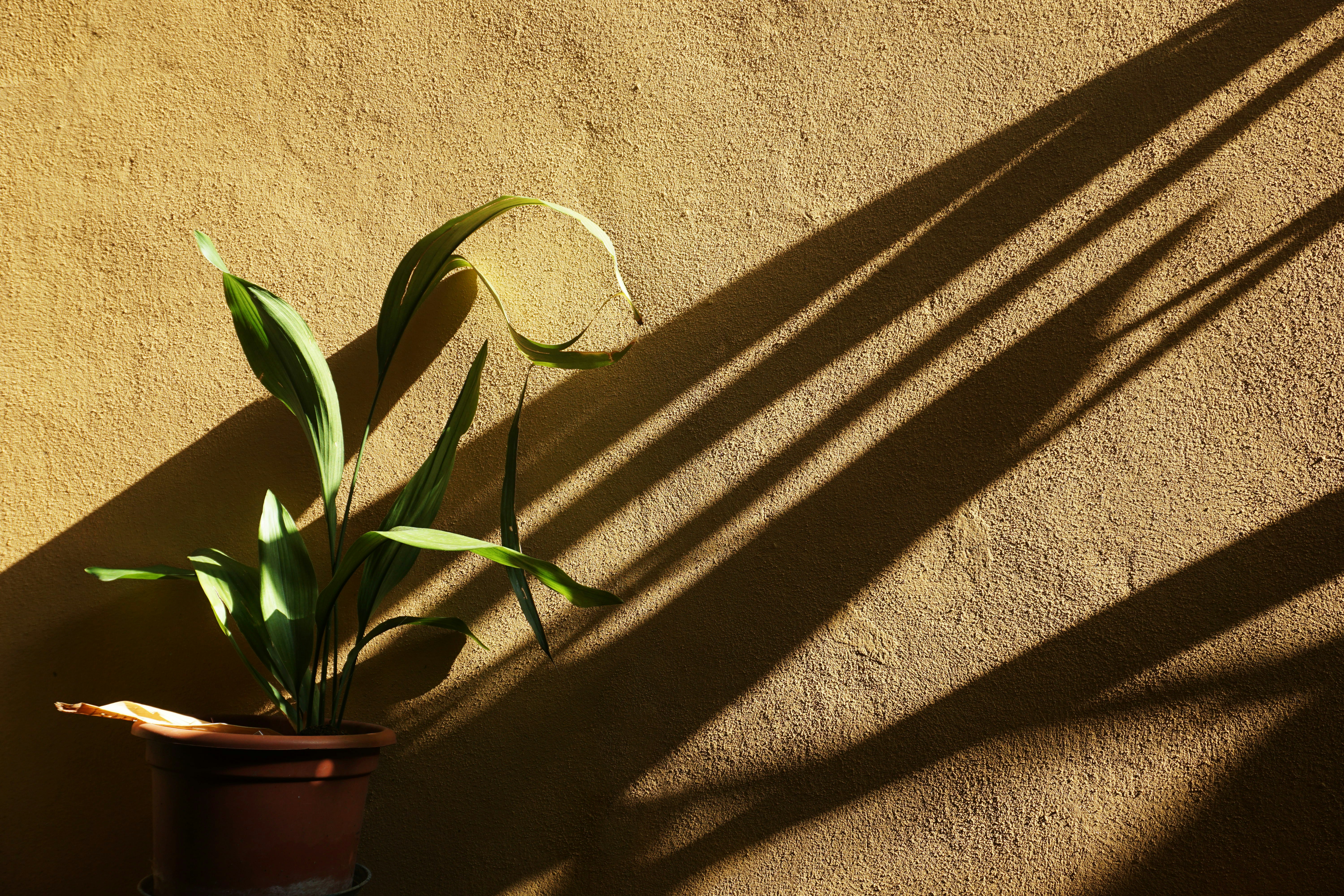 green plants beside brown wall