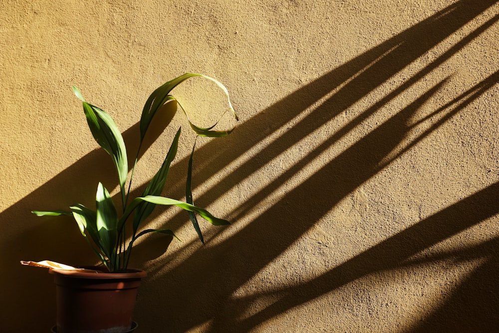 green plants beside brown wall