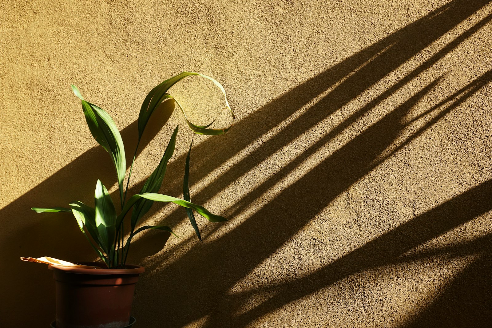 Sony a6000 sample photo. Green plants beside brown photography