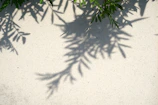 Delicate shadows cast by leaves on a white wall in the afternoon sun.