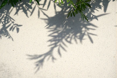 Delicate shadows cast by leaves on a white wall in the afternoon sun.