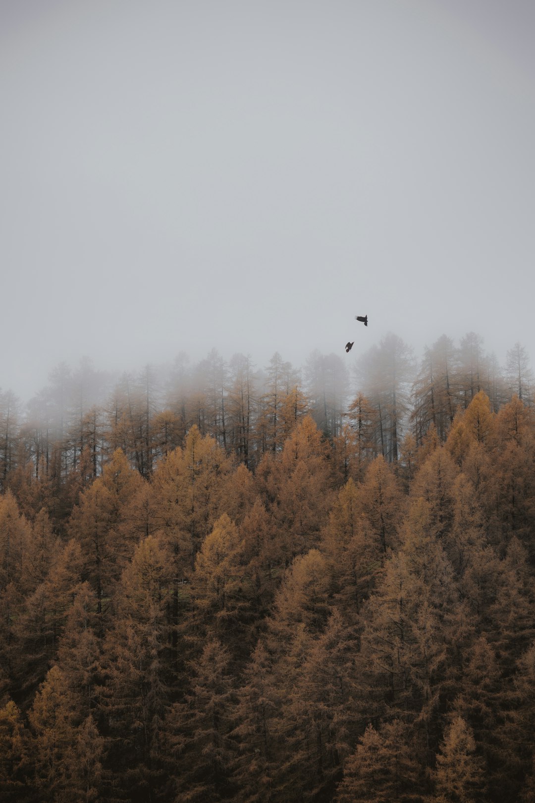 aerial photo of brown trees under cloudy sky