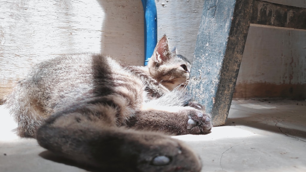 Sweet Tabby Kitten