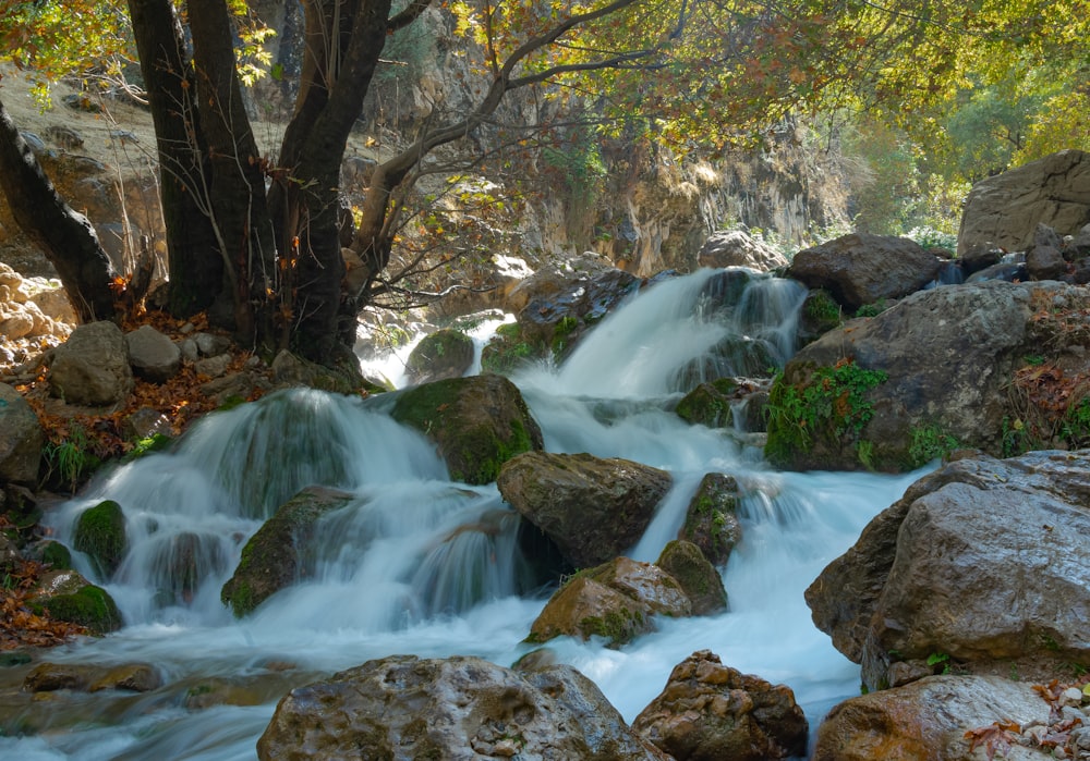 river in forest