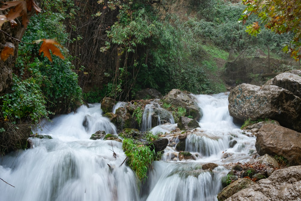 waterfall beside tree