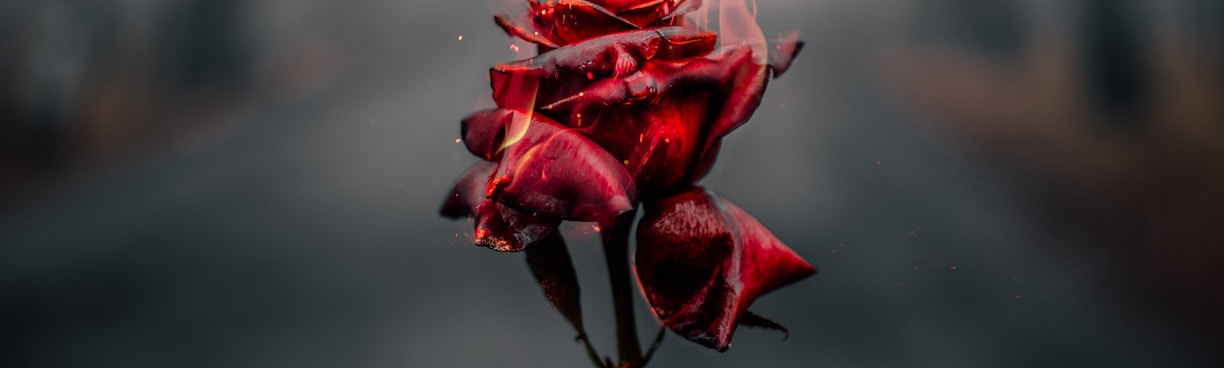 selective focus photography of flaming rose flower during daytime