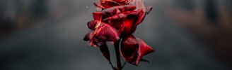 selective focus photography of flaming rose flower during daytime