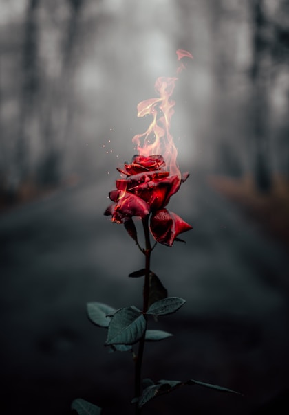 selective focus photography of flaming rose flower during daytime