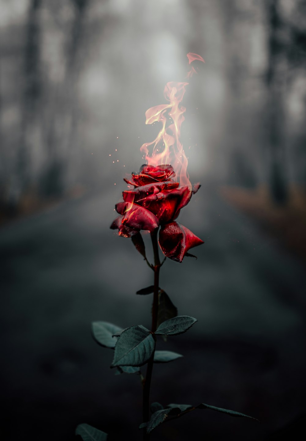 Fotografía de enfoque selectivo de flor de rosa en llamas durante el día